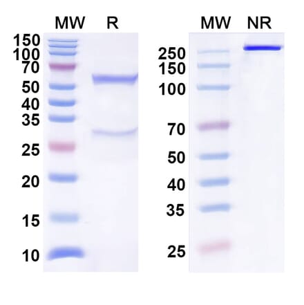 SDS-PAGE - Anti-TIGIT Antibody [COM92] Biosimilar - BSA and Azide free (A340302) - Antibodies.com
