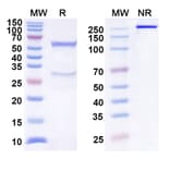 SDS-PAGE - Anti-TIGIT Antibody [COM92] Biosimilar - BSA and Azide free (A340302) - Antibodies.com
