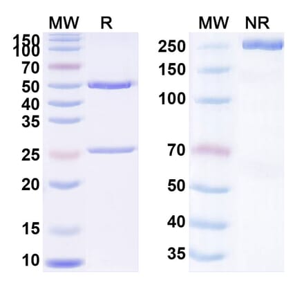 SDS-PAGE - Anti-TIGIT Antibody [SEA-TGT] Biosimilar - BSA and Azide free (A340306) - Antibodies.com