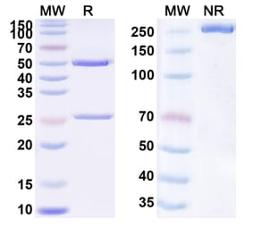 SDS-PAGE - Anti-TIM 3 Antibody [INCAGN239] Biosimilar - BSA and Azide free (A340310) - Antibodies.com