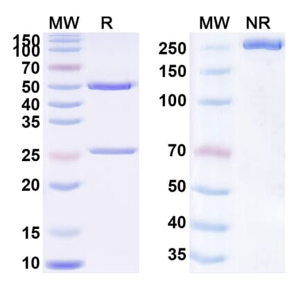SDS-PAGE - Anti-TIM 3 Antibody [INCAGN239] Biosimilar - BSA and Azide free (A340310) - Antibodies.com