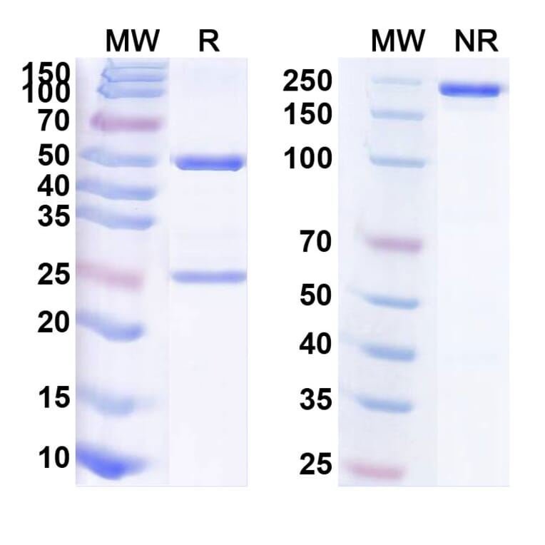 SDS-PAGE - Anti-TIM 3 Antibody [KL-293] Biosimilar - BSA and Azide free (A340311) - Antibodies.com
