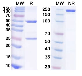 SDS-PAGE - Anti-TIM 3 Antibody [LY3321367] Biosimilar - BSA and Azide free (A340312) - Antibodies.com