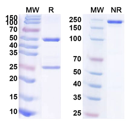 SDS-PAGE - Anti-TIM 3 Antibody [LY3321367] Biosimilar - BSA and Azide free (A340312) - Antibodies.com