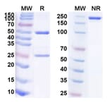 SDS-PAGE - Anti-TIM 3 Antibody [Sym23] Biosimilar - BSA and Azide free (A340313) - Antibodies.com