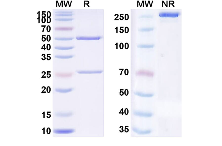 SDS-PAGE - Anti-TLR3 Antibody [CNTO5429] Biosimilar - BSA and Azide free (A340314) - Antibodies.com