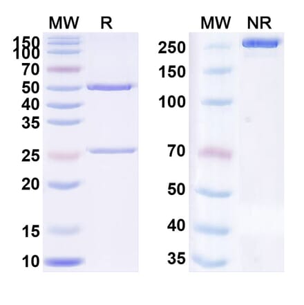 SDS-PAGE - Anti-TLR3 Antibody [IPH33] Biosimilar - BSA and Azide free (A340315) - Antibodies.com