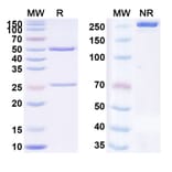 SDS-PAGE - Anti-TLR3 Antibody [CNTO-3157] Biosimilar - BSA and Azide free (A340316) - Antibodies.com
