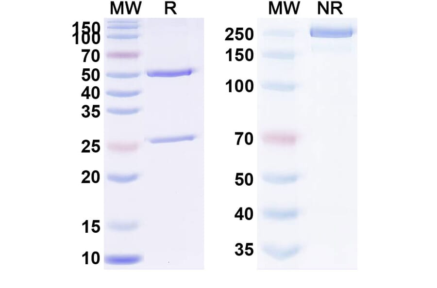 SDS-PAGE - Anti-TNF alpha Antibody [BOW5] Biosimilar - BSA and Azide free (A340317) - Antibodies.com