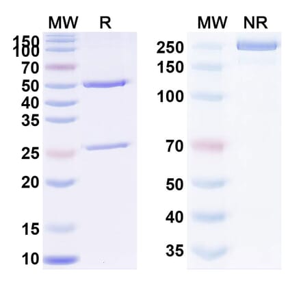 SDS-PAGE - Anti-TNF alpha Antibody [ESBA 15] Biosimilar - BSA and Azide free (A340319) - Antibodies.com