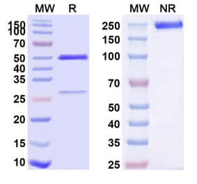 SDS-PAGE - Anti-TNFR1 Antibody [ATROSAB] Biosimilar - BSA and Azide free (A340320) - Antibodies.com