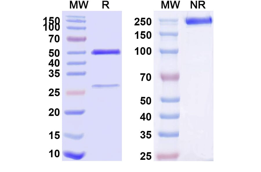 SDS-PAGE - Anti-TNFR1 Antibody [ATROSAB] Biosimilar - BSA and Azide free (A340320) - Antibodies.com
