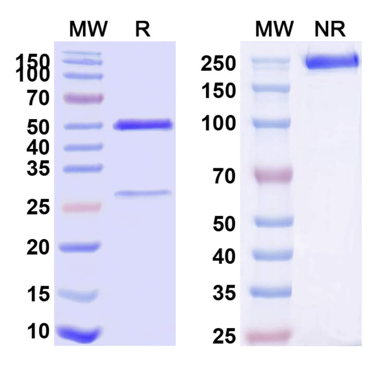 SDS-PAGE - Anti-TNFR1 Antibody [ATROSAB] Biosimilar - BSA and Azide free (A340320) - Antibodies.com