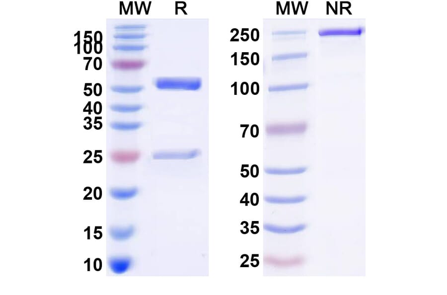 SDS-PAGE - Anti-TNFRSF1B Antibody [BI-191] Biosimilar - BSA and Azide free (A340323) - Antibodies.com