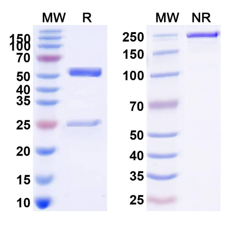 SDS-PAGE - Anti-TNFRSF1B Antibody [BI-191] Biosimilar - BSA and Azide free (A340323) - Antibodies.com