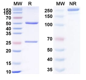 SDS-PAGE - Anti-TNFRSF1B Antibody [BC11] Biosimilar - BSA and Azide free (A340325) - Antibodies.com
