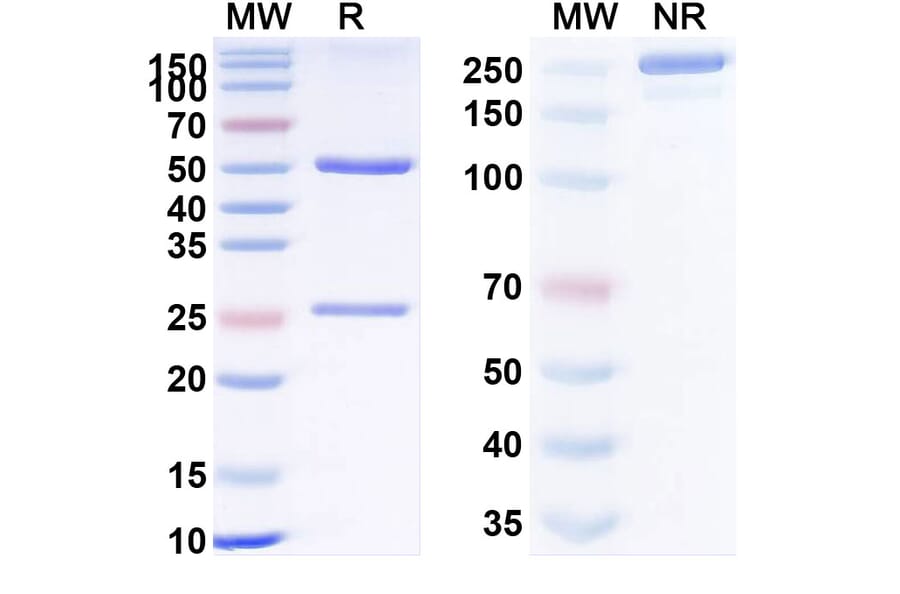SDS-PAGE - Anti-TNFRSF1B Antibody [BC11] Biosimilar - BSA and Azide free (A340325) - Antibodies.com