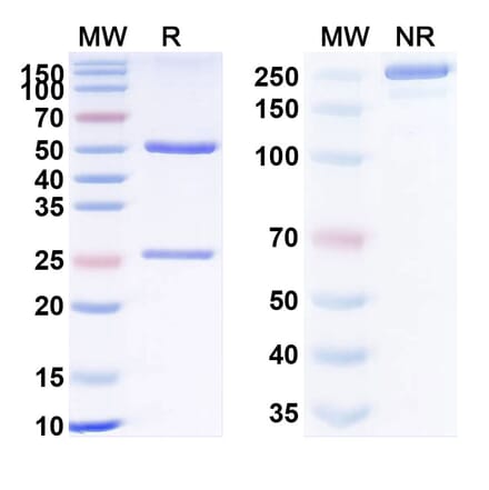 SDS-PAGE - Anti-TNFRSF1B Antibody [BC11] Biosimilar - BSA and Azide free (A340325) - Antibodies.com