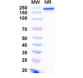 SDS-PAGE - Anti-TL1A Antibody [PF-64865] Biosimilar - BSA and Azide free (A340327) - Antibodies.com