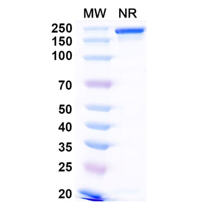 SDS-PAGE - Anti-TL1A Antibody [PF-64865] Biosimilar - BSA and Azide free (A340327) - Antibodies.com