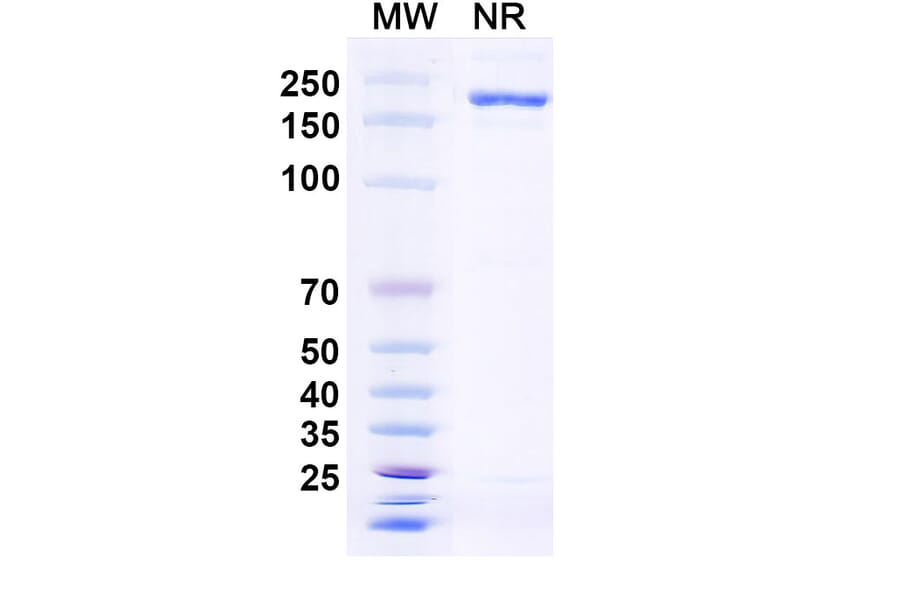 SDS-PAGE - Anti-TL1A Antibody [PRA23] Biosimilar - BSA and Azide free (A340328) - Antibodies.com