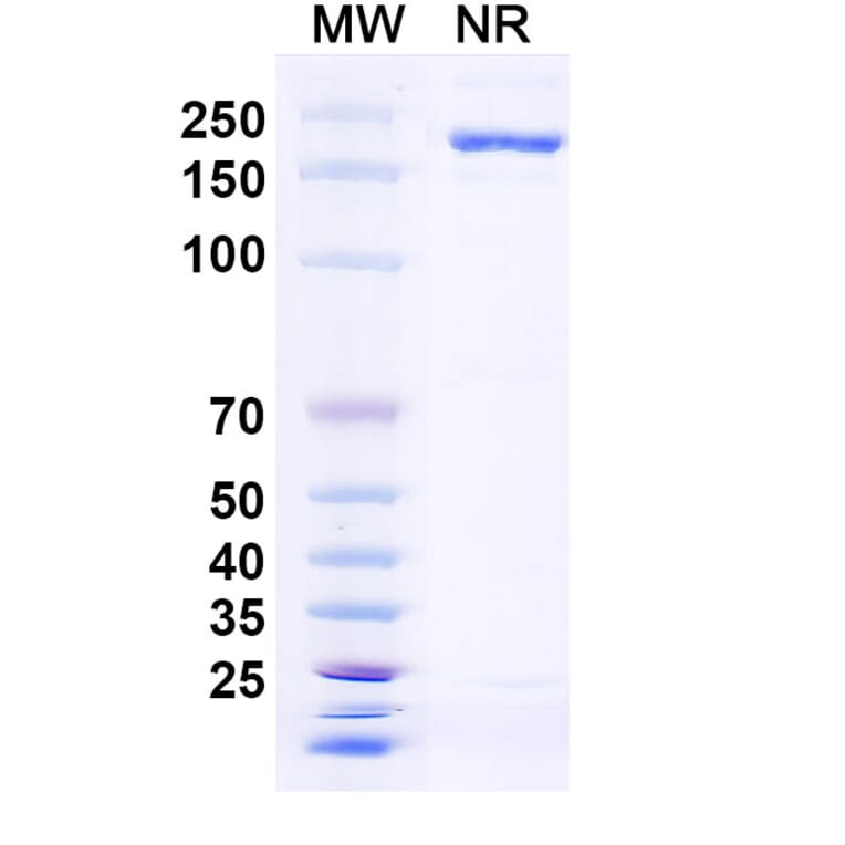 SDS-PAGE - Anti-TL1A Antibody [PRA23] Biosimilar - BSA and Azide free (A340328) - Antibodies.com