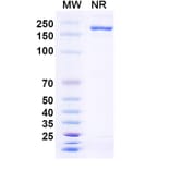 SDS-PAGE - Anti-TL1A Antibody [PRA23] Biosimilar - BSA and Azide free (A340328) - Antibodies.com