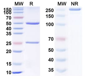 SDS-PAGE - Anti-GITR Antibody [AMG 228] Biosimilar - BSA and Azide free (A340329) - Antibodies.com