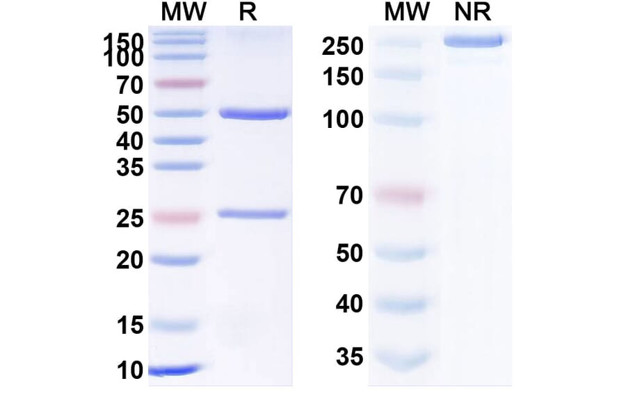 SDS-PAGE - Anti-GITR Antibody [AMG 228] Biosimilar - BSA and Azide free (A340329) - Antibodies.com