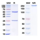 SDS-PAGE - Anti-GITR Antibody [MK1248] Biosimilar - BSA and Azide free (A340331) - Antibodies.com