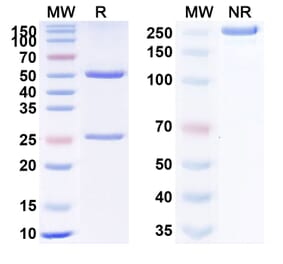 SDS-PAGE - Anti-TNF alpha Antibody [KN2] Biosimilar - BSA and Azide free (A340334) - Antibodies.com