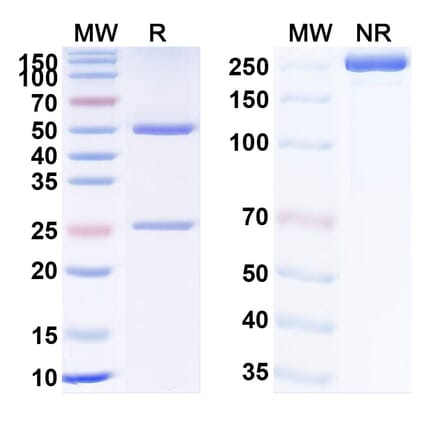 SDS-PAGE - Anti-TNF alpha Antibody [GS71] Biosimilar - BSA and Azide free (A340335) - Antibodies.com