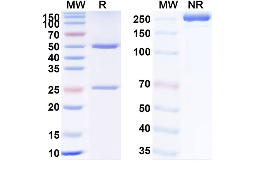 SDS-PAGE - Anti-TNF alpha Antibody [AVX-47] Biosimilar - BSA and Azide free (A340336) - Antibodies.com