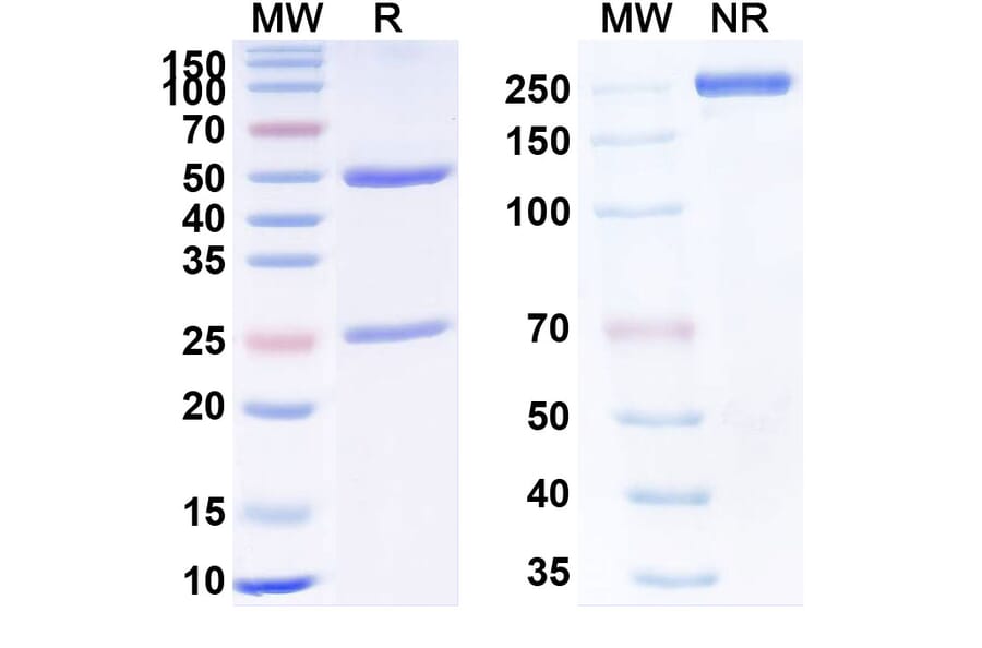 SDS-PAGE - Anti-TNF alpha Antibody [GB232] Biosimilar - BSA and Azide free (A340338) - Antibodies.com