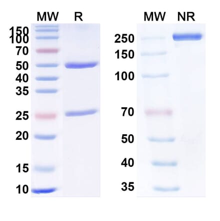 SDS-PAGE - Anti-TNF alpha Antibody [GB232] Biosimilar - BSA and Azide free (A340338) - Antibodies.com