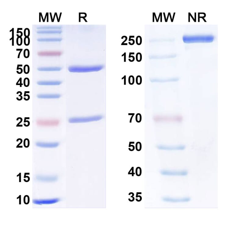 SDS-PAGE - Anti-TNF alpha Antibody [GSK28528] Biosimilar - BSA and Azide free (A340339) - Antibodies.com