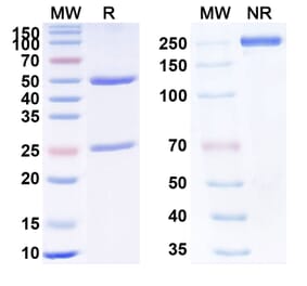 SDS-PAGE - Anti-TNF alpha Antibody [AG14] Biosimilar - BSA and Azide free (A340340) - Antibodies.com