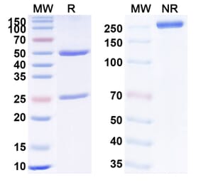 SDS-PAGE - CMAB008 Biosimilar - Anti-TNF alpha Antibody - BSA and Azide free (A340341) - Antibodies.com