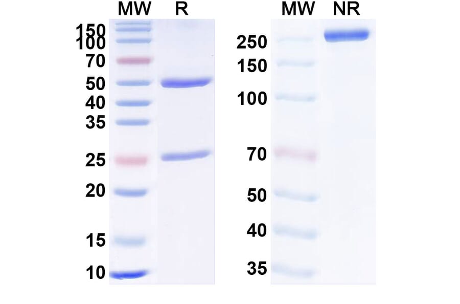 SDS-PAGE - CMAB008 Biosimilar - Anti-TNF alpha Antibody - BSA and Azide free (A340341) - Antibodies.com