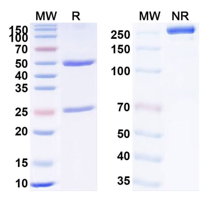 SDS-PAGE - Anti-TNF alpha Antibody [PF688] Biosimilar - BSA and Azide free (A340344) - Antibodies.com