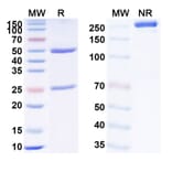SDS-PAGE - Anti-TNF alpha Antibody [PF688] Biosimilar - BSA and Azide free (A340344) - Antibodies.com