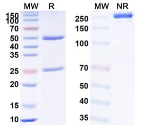 SDS-PAGE - Anti-TNF alpha Antibody [PBP152] Biosimilar - BSA and Azide free (A340345) - Antibodies.com