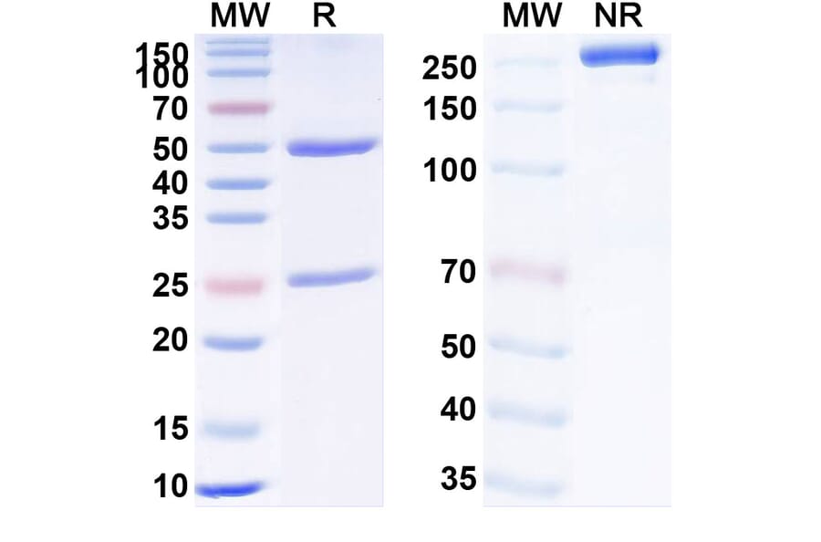 SDS-PAGE - Anti-TNF alpha Antibody [PBP155] Biosimilar - BSA and Azide free (A340346) - Antibodies.com