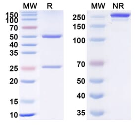 SDS-PAGE - Anti-TNF alpha Antibody [TNF2] Biosimilar - BSA and Azide free (A340347) - Antibodies.com