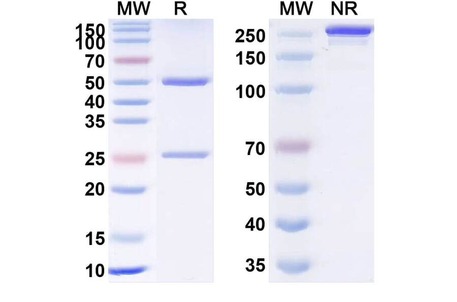 SDS-PAGE - Anti-TNF alpha Antibody [TNF2] Biosimilar - BSA and Azide free (A340347) - Antibodies.com