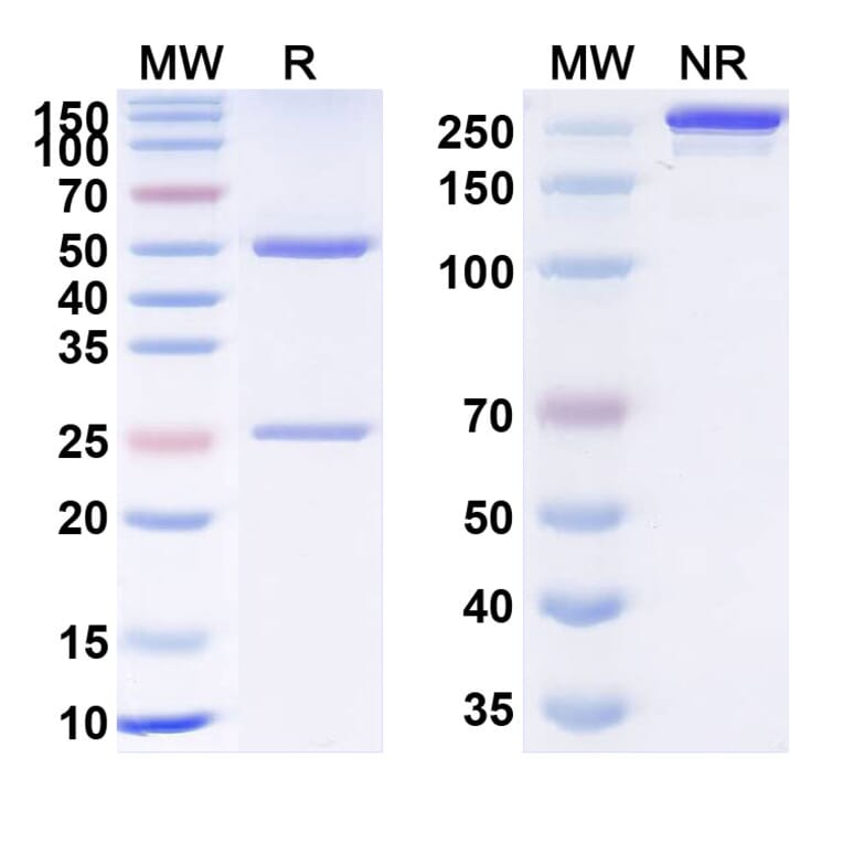 SDS-PAGE - Anti-TNF alpha Antibody [UB-721] Biosimilar - BSA and Azide free (A340349) - Antibodies.com
