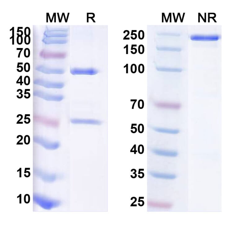 SDS-PAGE - Anti-TNF alpha Antibody [HS16] Biosimilar - BSA and Azide free (A340350) - Antibodies.com