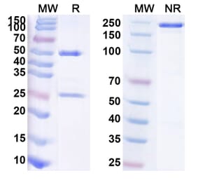 SDS-PAGE - Anti-5T4 Antibody [SYD 1875] Biosimilar - BSA and Azide free (A340351) - Antibodies.com