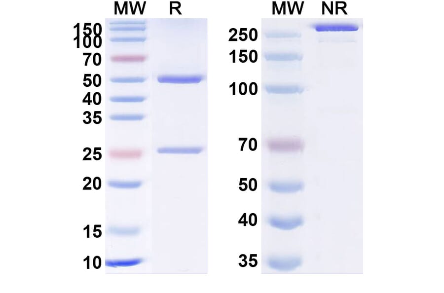 SDS-PAGE - Anti-Prealbumin Antibody [NI-6] Biosimilar - BSA and Azide free (A340353) - Antibodies.com