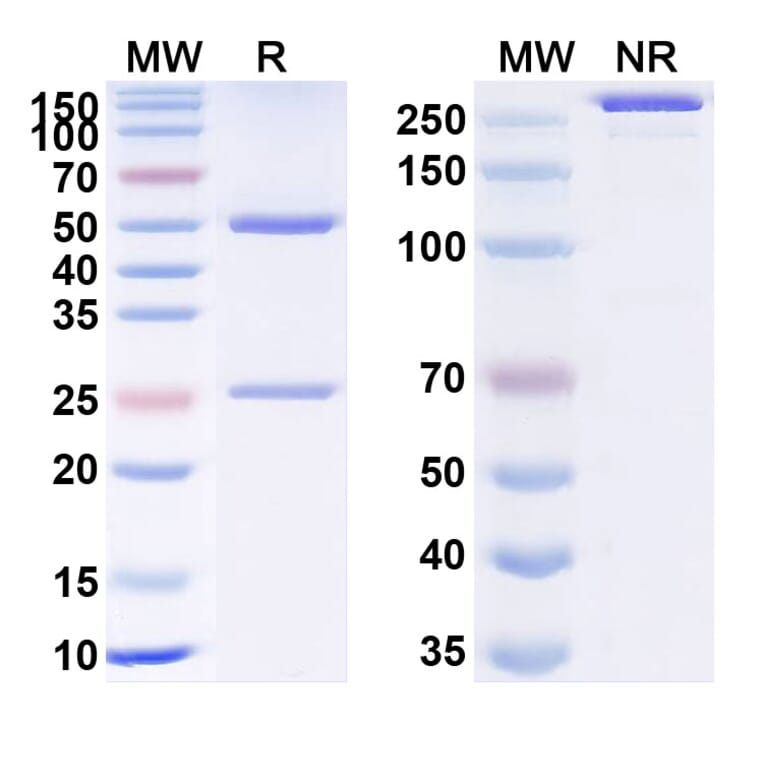 SDS-PAGE - Anti-Prealbumin Antibody [NI-31] Biosimilar - BSA and Azide free (A340354) - Antibodies.com